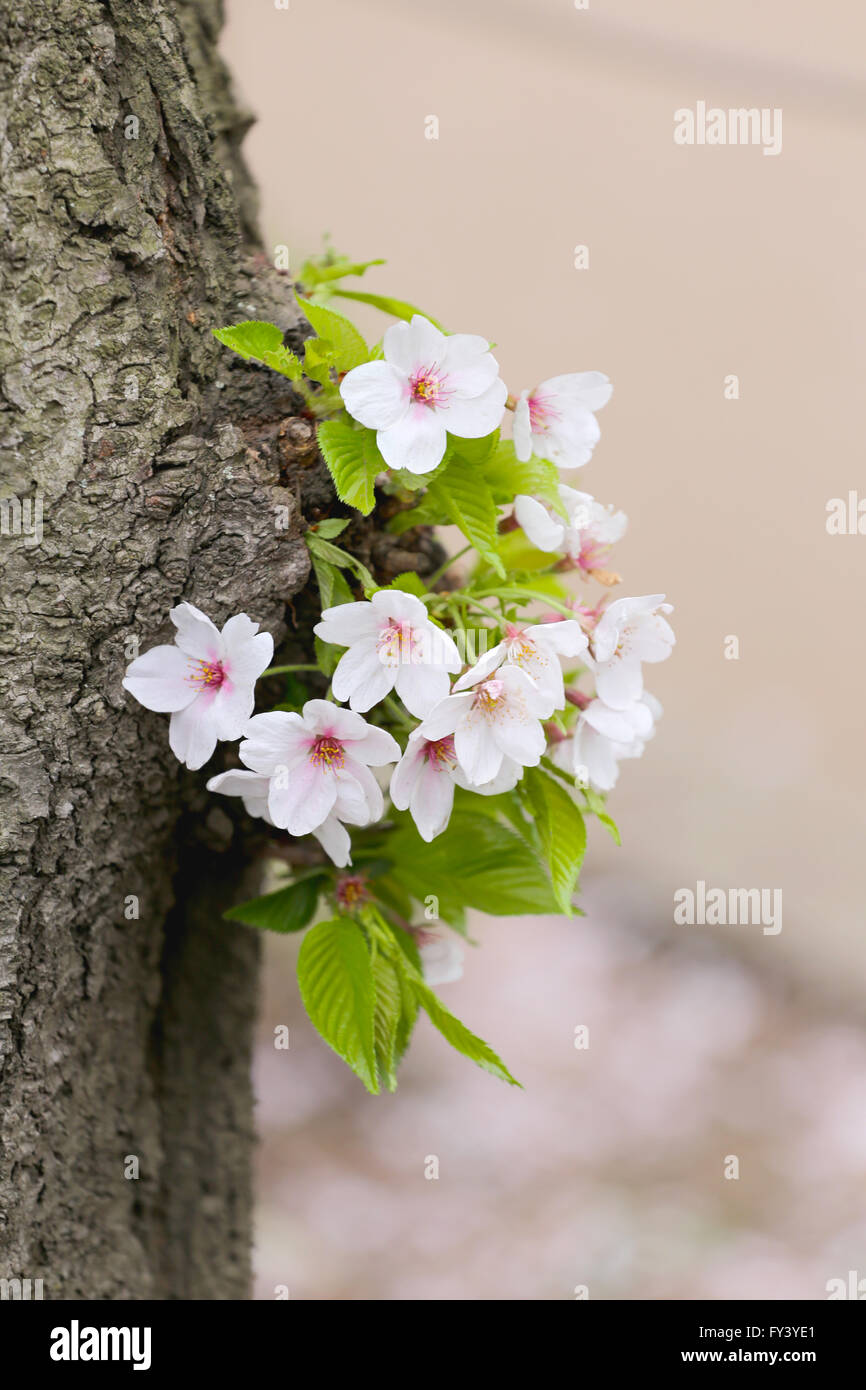 weiße Sakura Blume oder Kirsche blüht im japanischen Garten, Blumen-Festival in Japan vor dem Sommer. Stockfoto