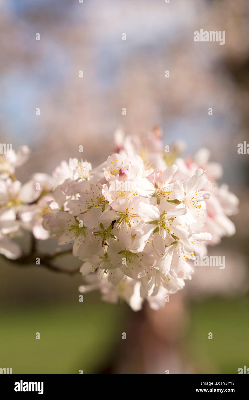 Trauben der Blüte. Blossom ist eine Frühlingsblume, die im Laufe des Monats April blüht. Es ist eine zarte Blume, aber wenn toget Stockfoto