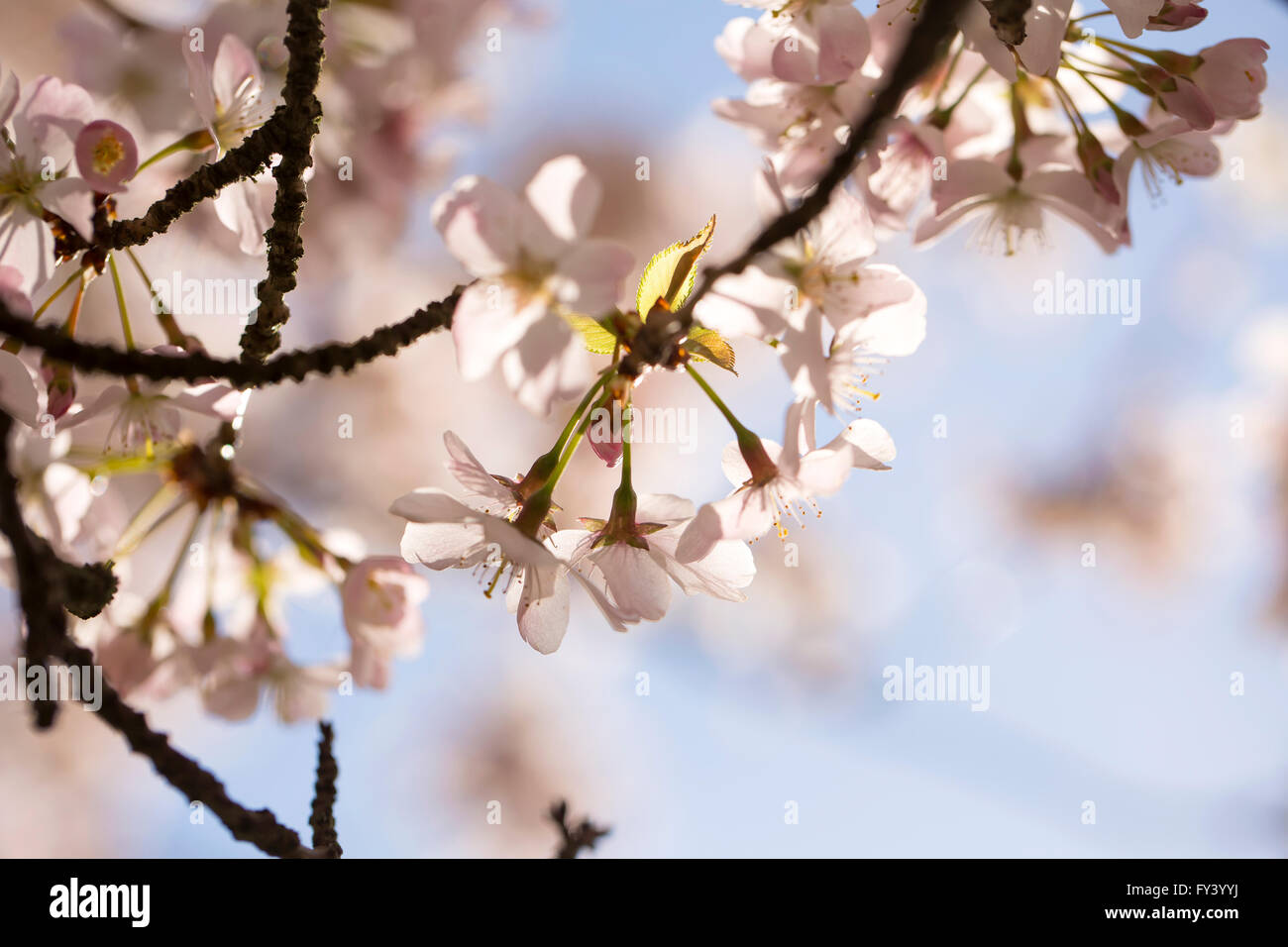 Vier Blumen in Folge. Vier Blüte Blüten sitzen zusammen am Ende eines Stammes, wird wieder von der Frühlingssonne beleuchtet. Stockfoto