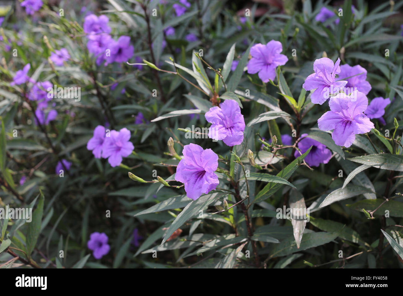 Lila Blumen, die blühen im Garten, Sommer in Thailand. Stockfoto
