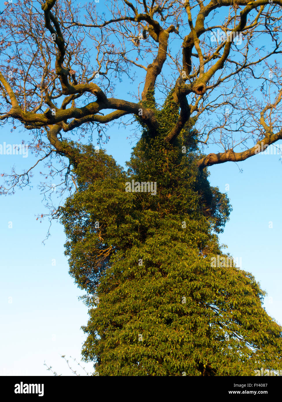 Efeu über einen Baumstamm Stockfoto