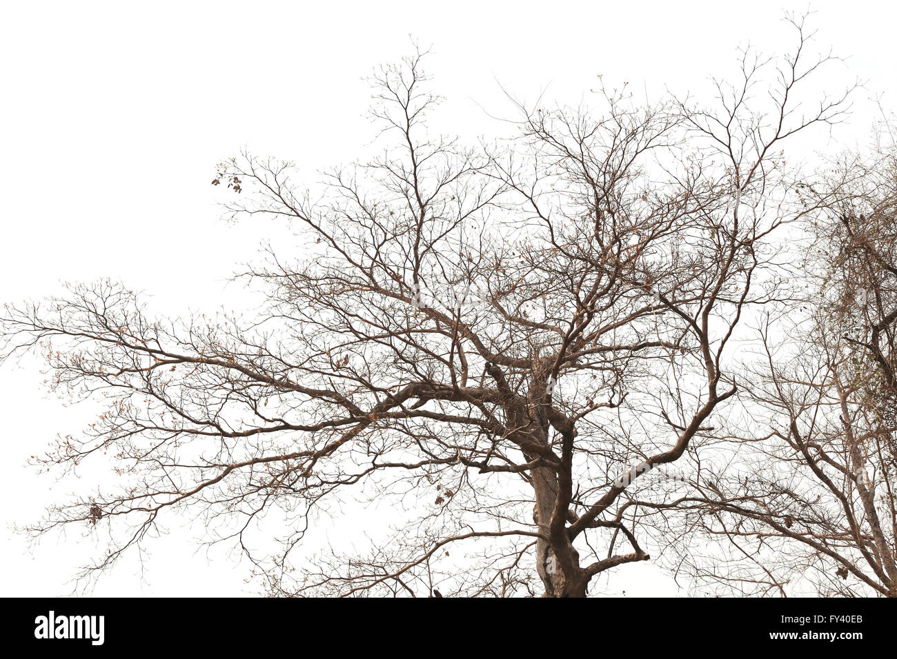 Zweige der toten Bäumen in tropischen Wäldern auf dem weißen Hintergrund. Stockfoto