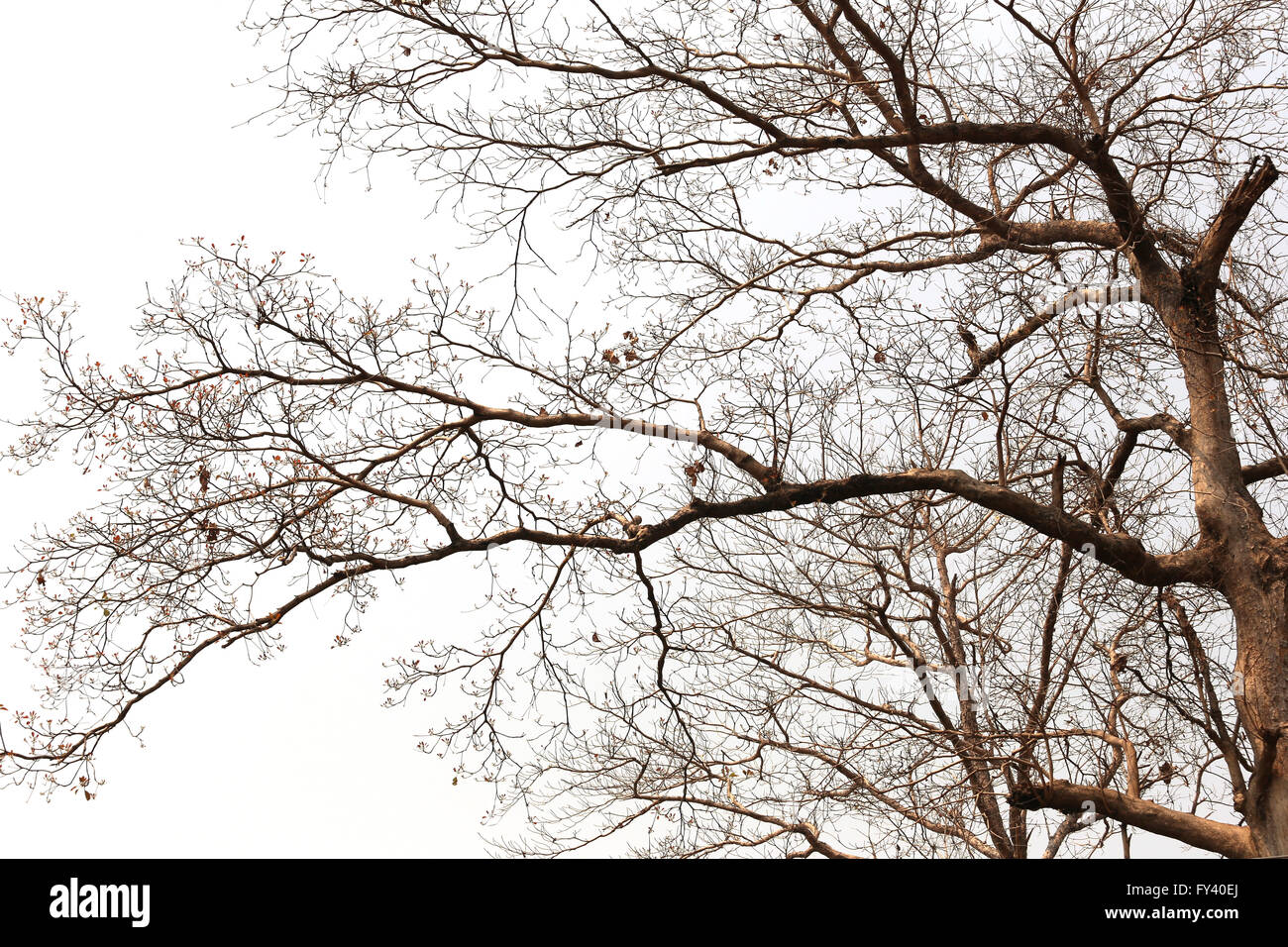 Zweige der toten Bäumen in tropischen Wäldern auf dem weißen Hintergrund. Stockfoto