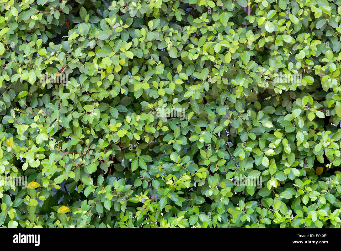 Grüner Baum in einem tropischen Garten für Natur-Hintergrund-Design. Stockfoto