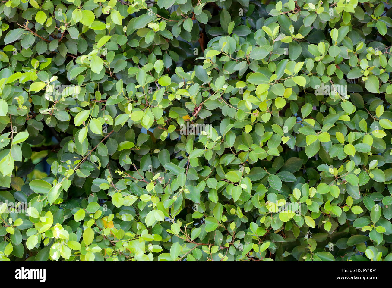 Grüner Baum in einem tropischen Garten für Natur-Hintergrund-Design. Stockfoto