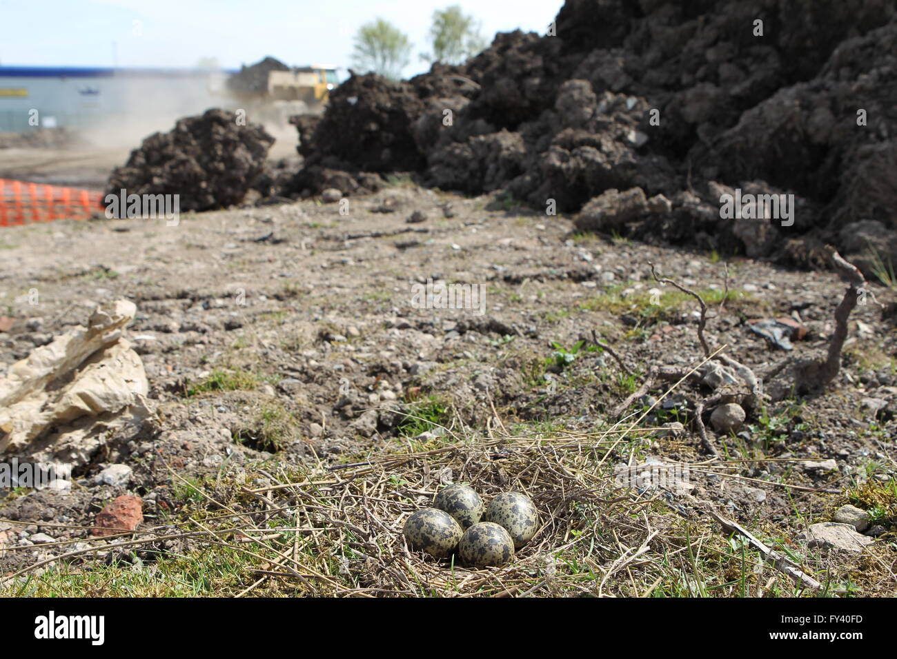 Kiebitz Vanellus Vanellus Nest Eiern Baugebiet Beendigung der Beschäftigung Stockfoto
