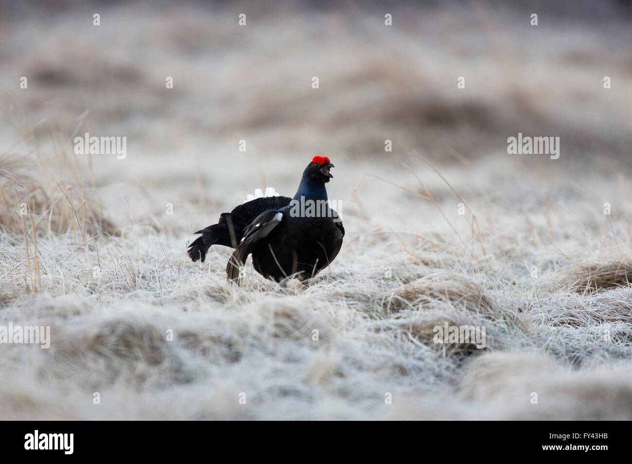 Männliche Birkhuhn (at Tetrix) Anzeige an frostigen und sonnigen Morgen in die Highlands, Kinloch Rannoch, Perth & Kinross, Schottland, Großbritannien Stockfoto