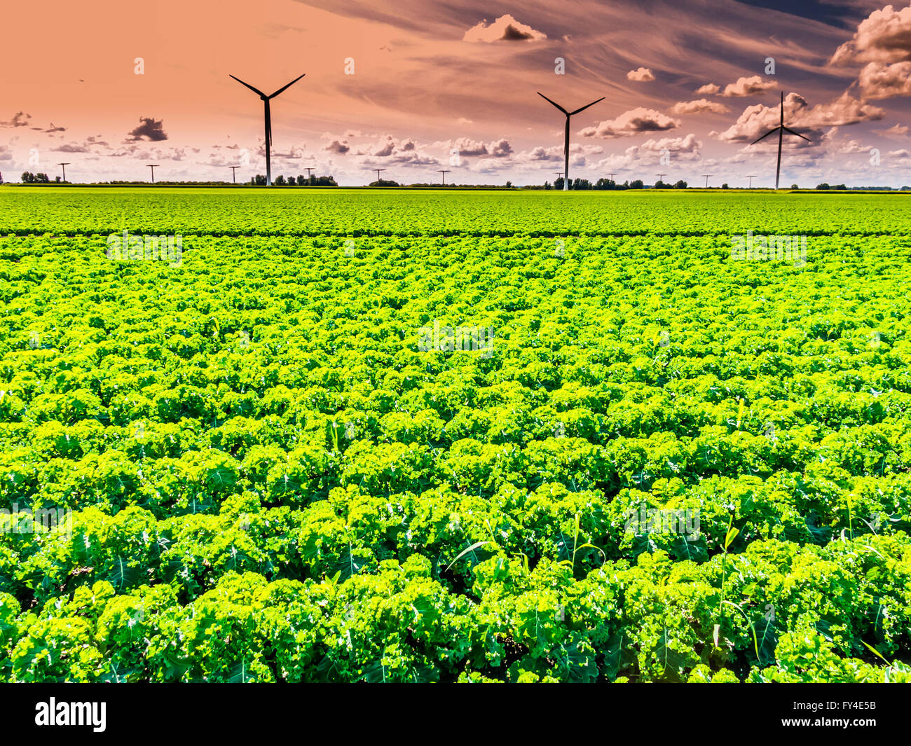 Ackerland und Windturbinen im Polder Flevoland, Niederlande Stockfoto