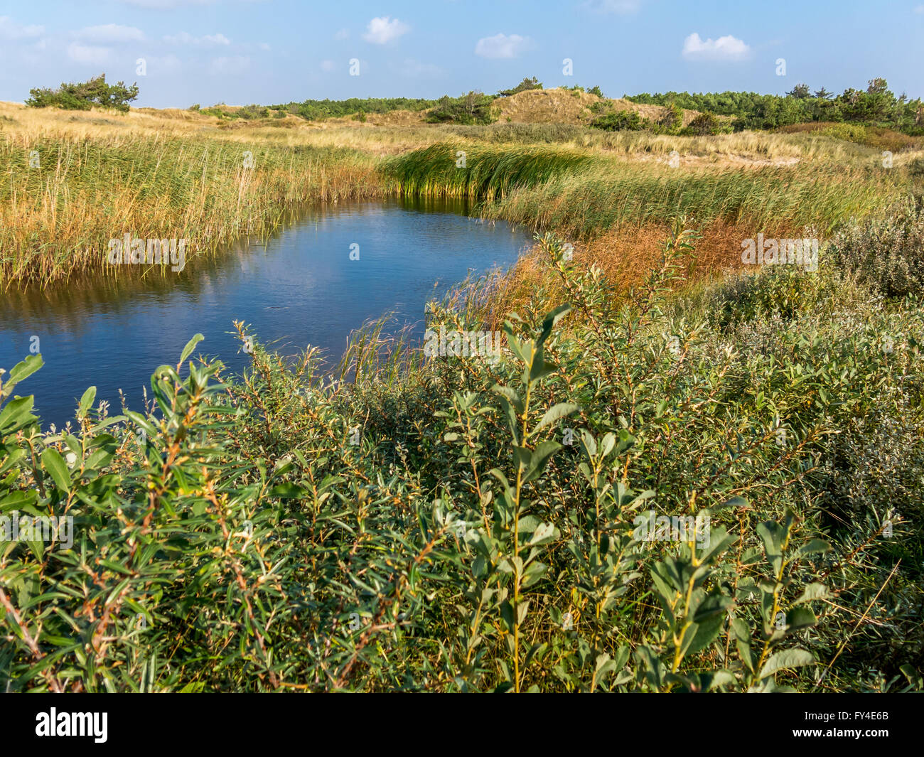 Süßwassersee und Dünengebieten Grass in den Dünen der westfriesischen Insel Vlieland im Wattenmeer, Friesland, Niederlande Stockfoto