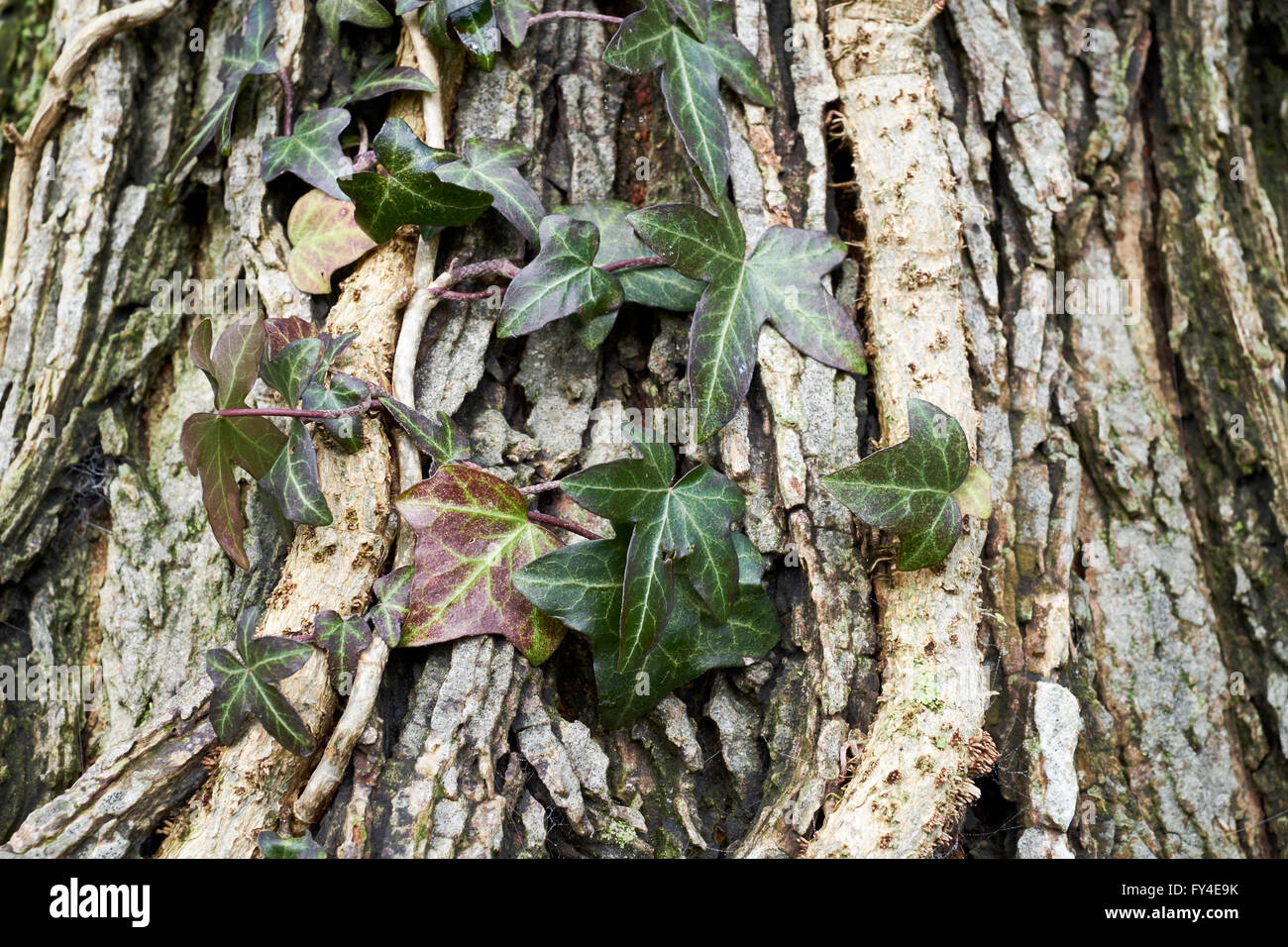 Efeu (Hedera Helix) wachsen am Stamm eines Baumes. Stockfoto