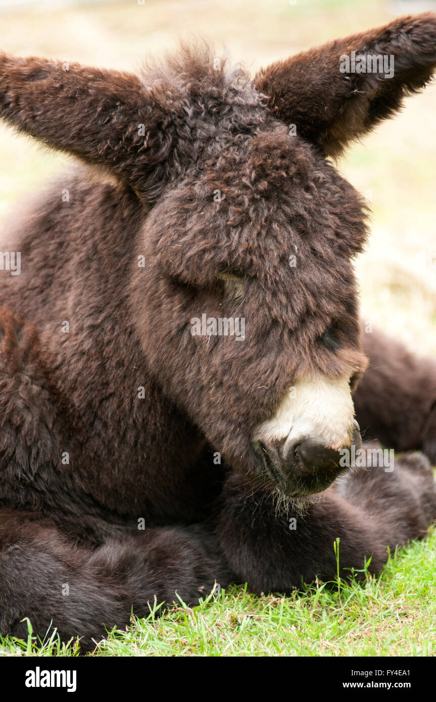 Portraitbild Stil eine einzelne einsame Esel Fohlen Verlegung auf Rasen, isoliert. Stockfoto