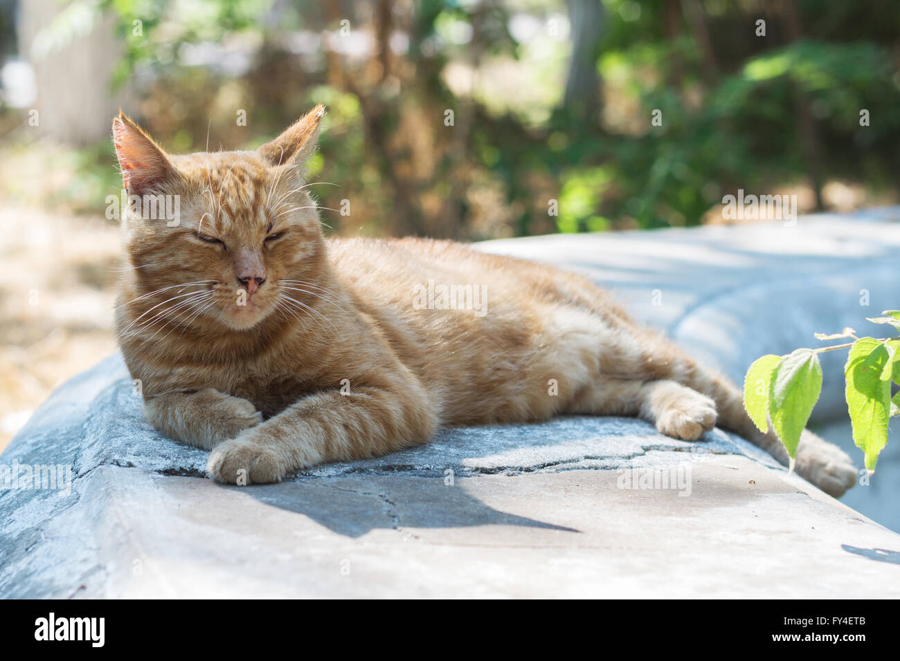 Schlafende Katze auf der Straße. Stockfoto