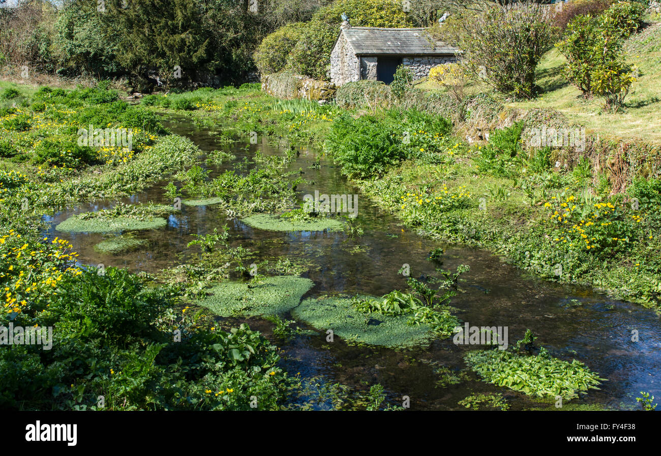 Stream und Wiederaufleben an Beck Spitze in der Nähe von Witherslack Cumbria Stockfoto