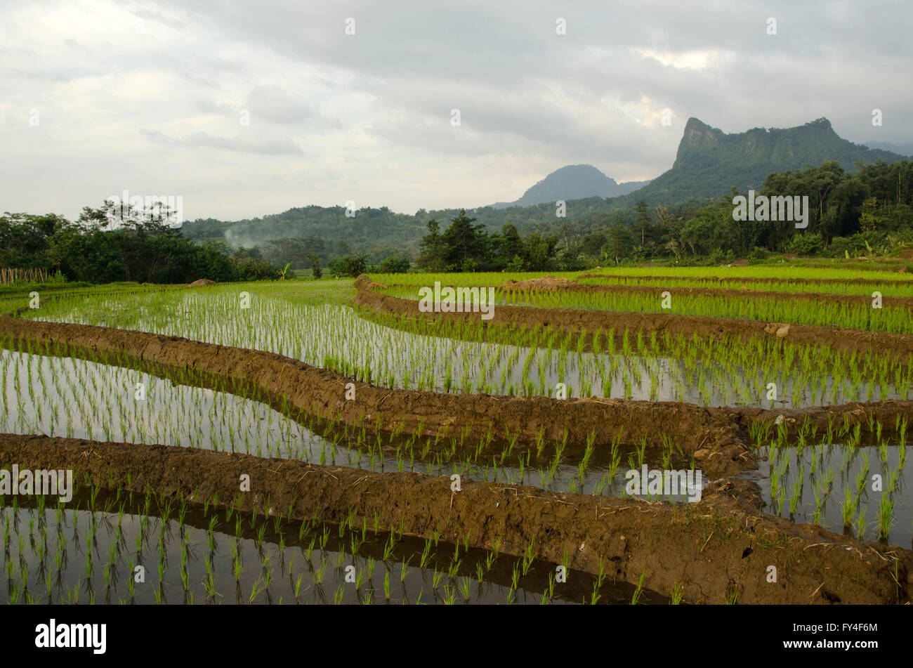 schöne Landschaft der Reisfelder und Berge Stockfoto
