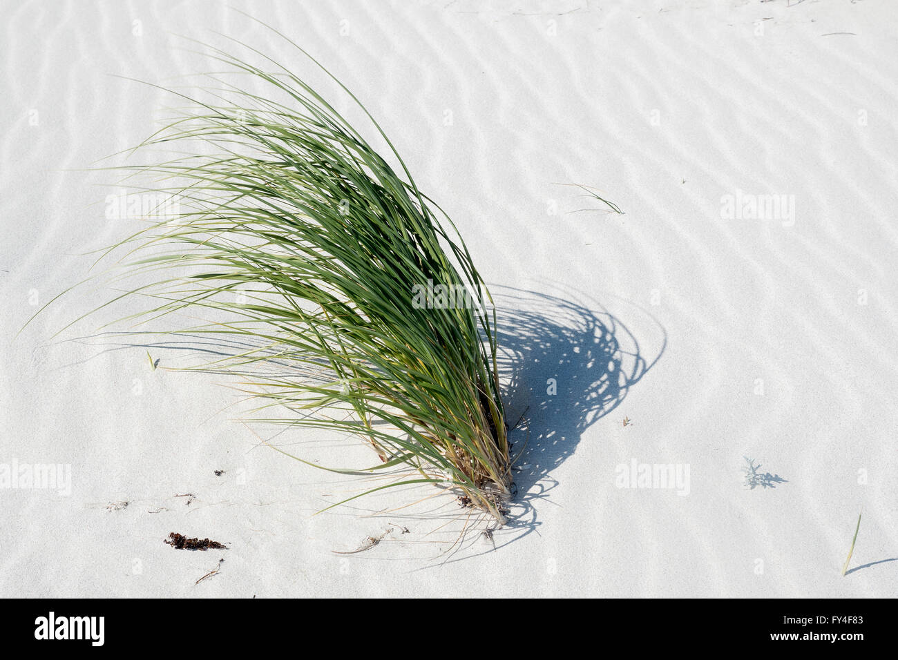 Dünengebieten Grass auf Sanddüne in der Nähe von Strand, in der Nähe von Cervantes Perth WA Stockfoto