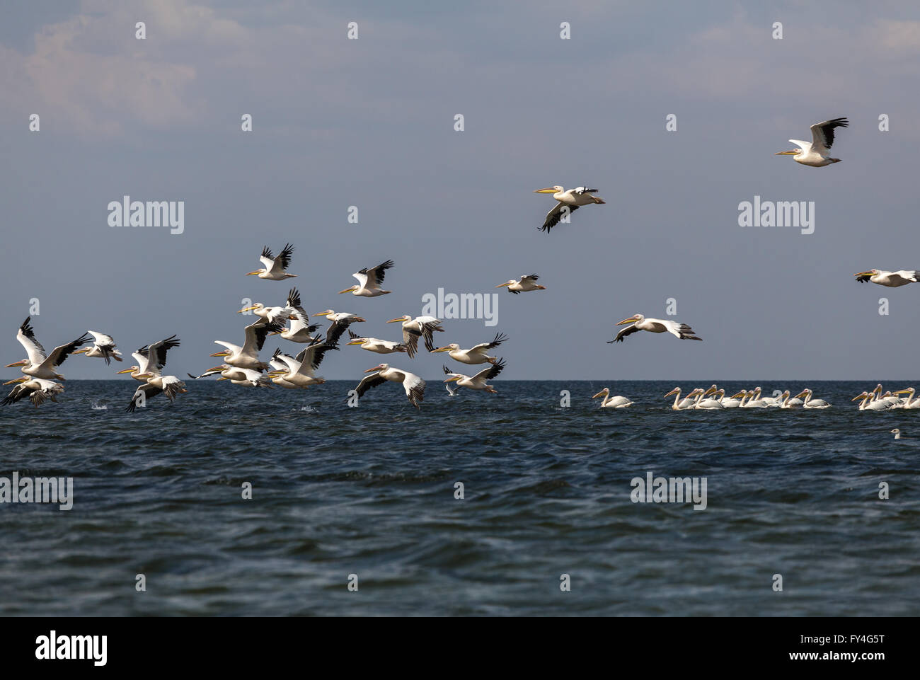 Herde von rosa Pelikane fliegen über dem Wasser Stockfoto