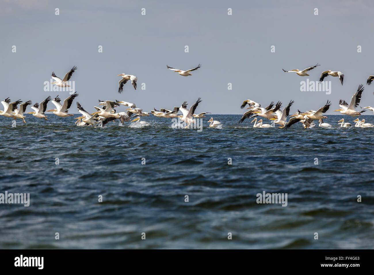 Herde von rosa Pelikane fliegen über dem Wasser Stockfoto