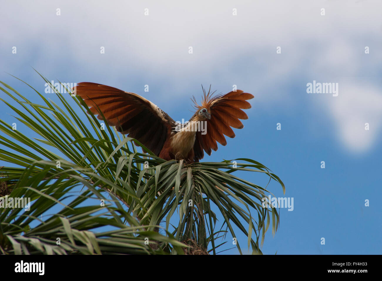 Hoatzin Vogel mit Flügeln öffnen Sie nach der Landung nur auf einer Palme.  Amazon Himmel Wolken in der Ferne.  Amazon einheimischen Vogel Stockfoto