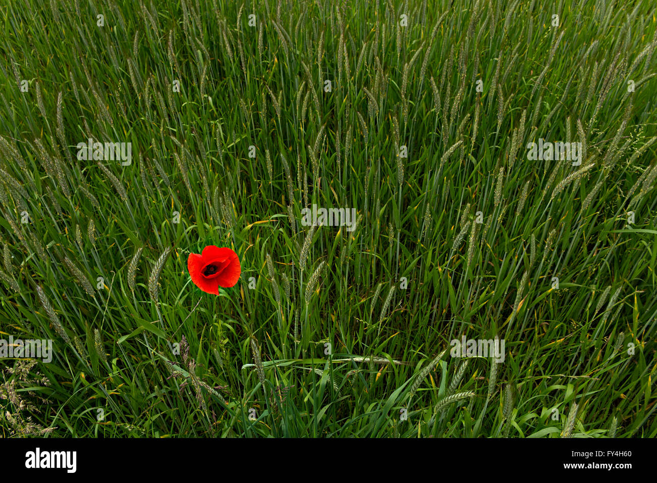 Red Poppy im Getreidefeld (Papaver Rhoeas) Stockfoto