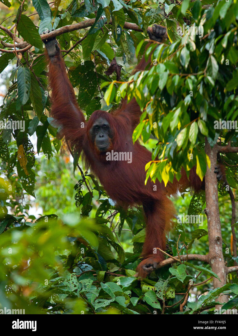 Orang-Utan, Tanjung Puting, Kalimantan, Borneo, Indonesien Stockfoto