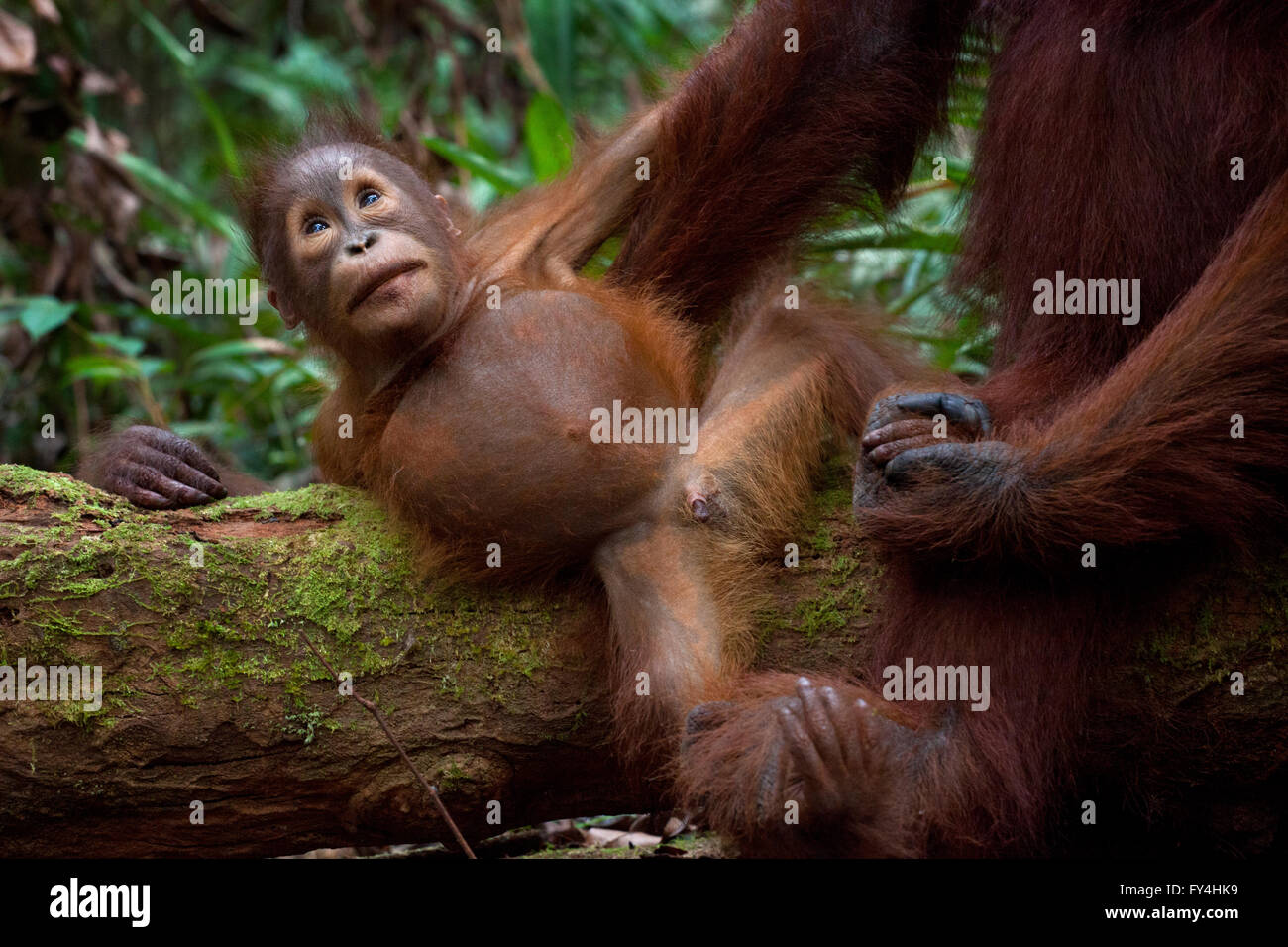 Orang-Utan, Tanjung Puting, Kalimantan, Borneo, Indonesien Stockfoto