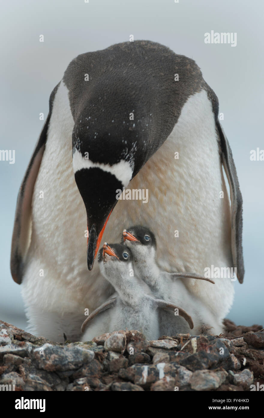 Gentoo Penguin mit Küken (Pygoscelis Papua) Port Lockroy, antarktische Halbinsel, Antarktis Stockfoto