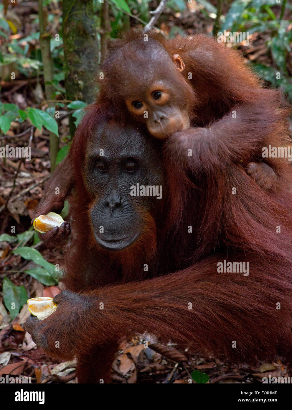 Orang-Utan, Kalimantan, Borneo, Indonesien Stockfoto