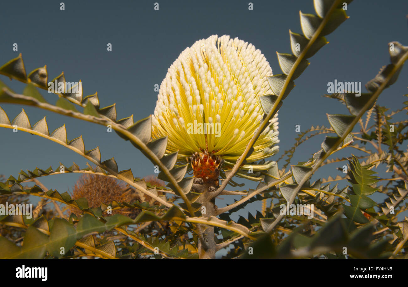 Blume, auffällige Banksien (Banksia Speciosa), Südküste, Western Australia Stockfoto