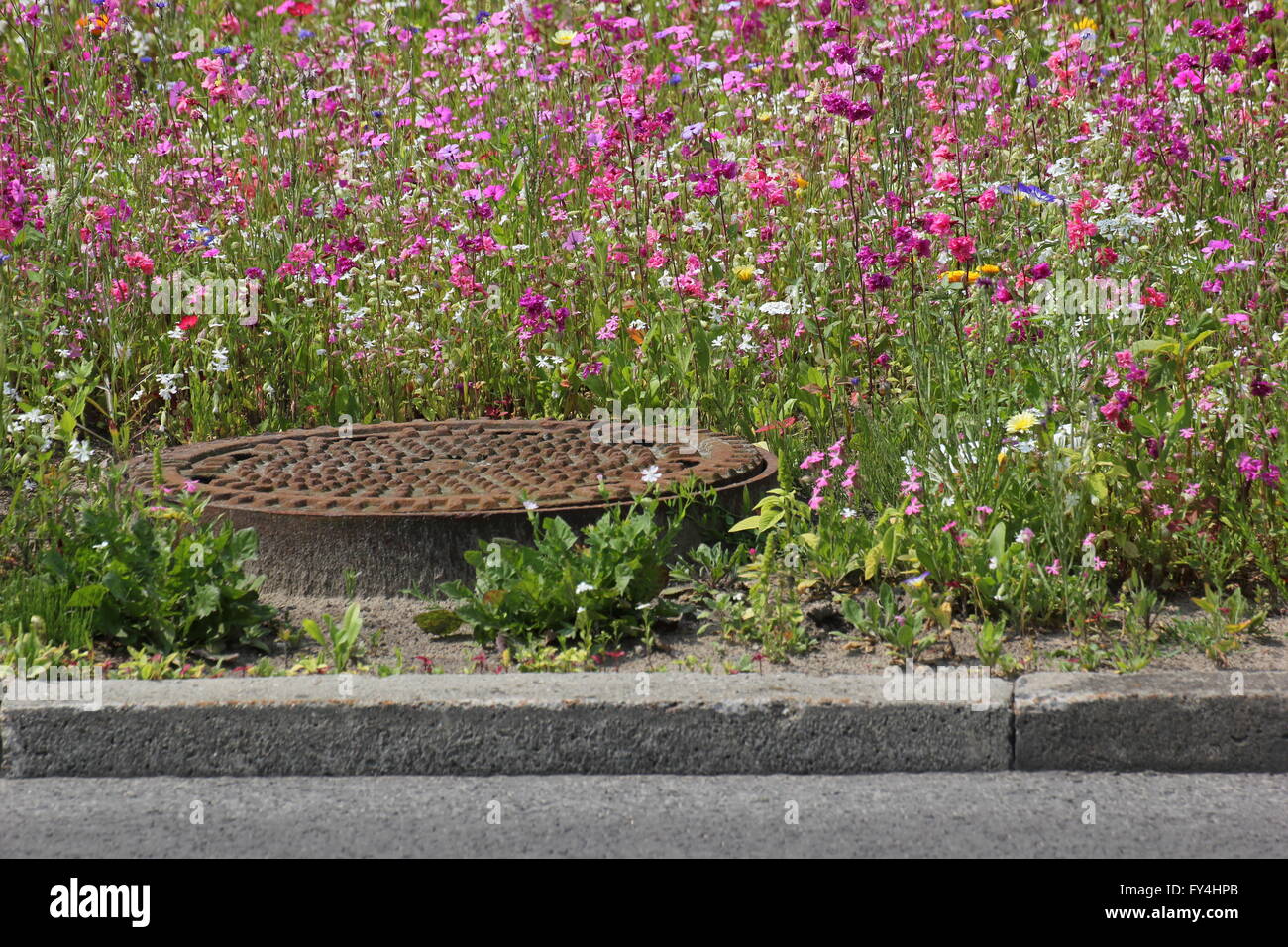 Eine Vielzahl von bunten Blumen und Kräutern auf einer zentralen Reserve innerhalb der Stadt. Das Bild wurde in Deutschland gedreht. Stockfoto