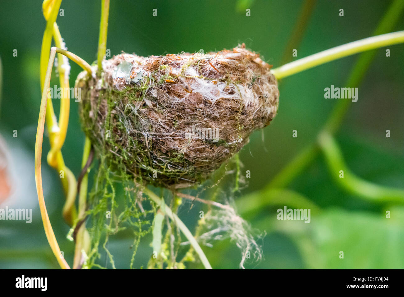 Ein Kolibrinest ein paar Reben bebaut. Jamaika, Karibik. Stockfoto