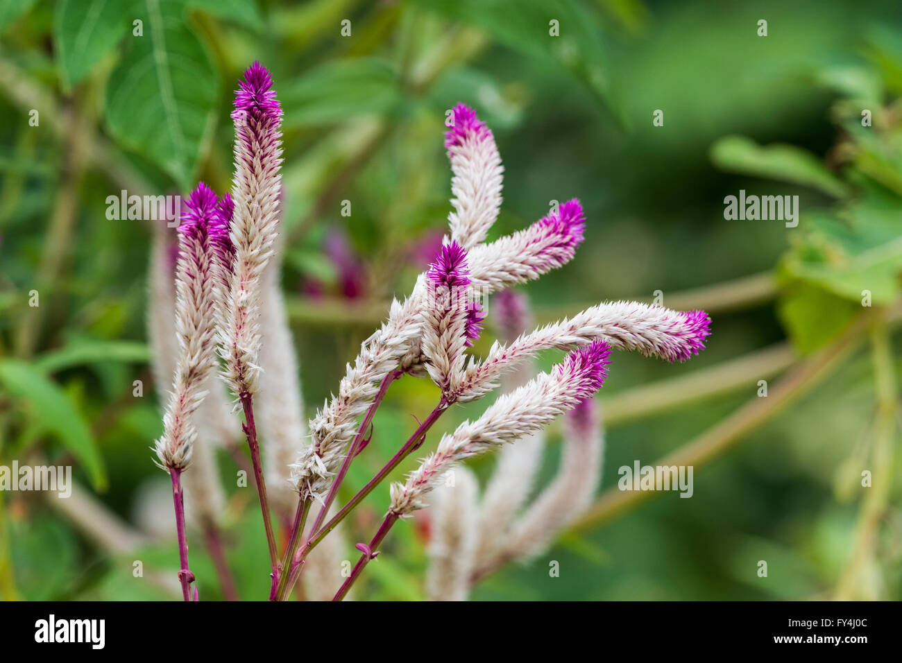 Bunte Blumen in einem Garten Stockfoto