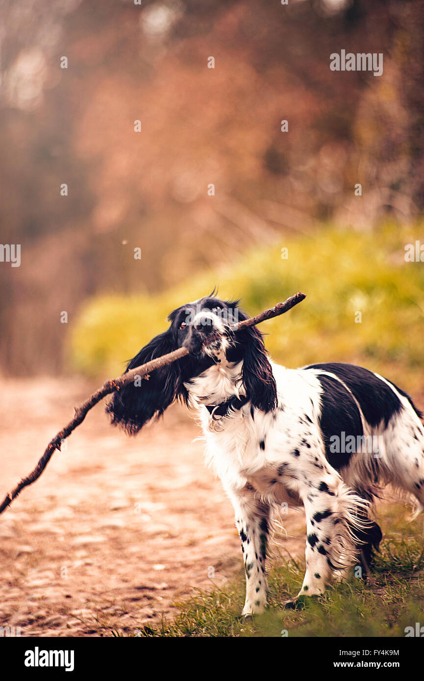 glücklicher Hund spielt mit dem Ast im Wald Stockfoto