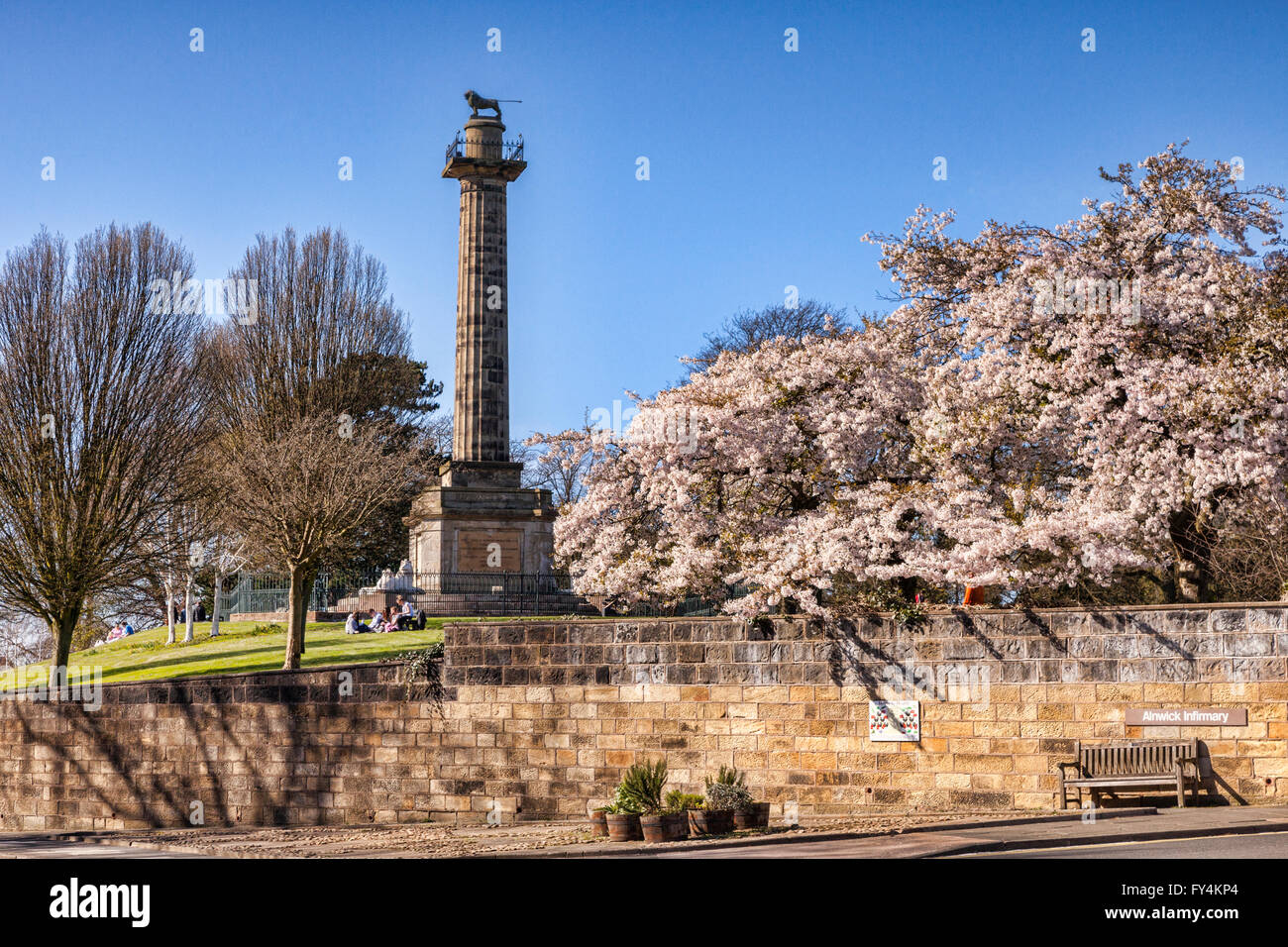 Duke of Northumberland Memorial und blühende Kirschbäume Bäume, Alnwick, Northumberland, England, UK Stockfoto