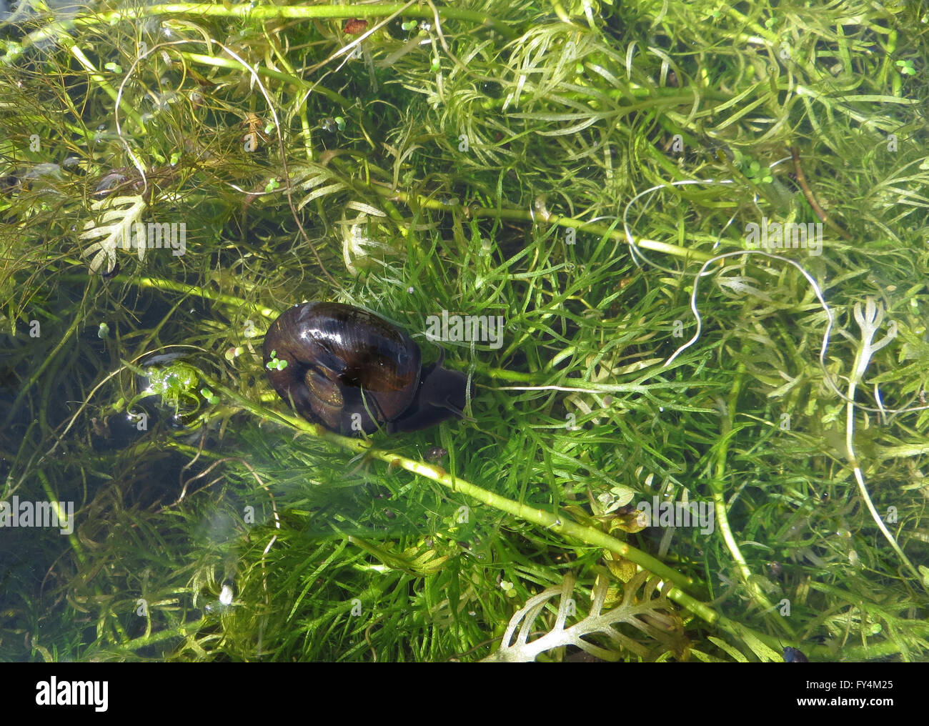 Teich-Schnecken (Planorbarius Corneus, Lymnaea Stagnalis und Radix Peregra) auf Wasser Crowfoot und Wasser violett Stockfoto