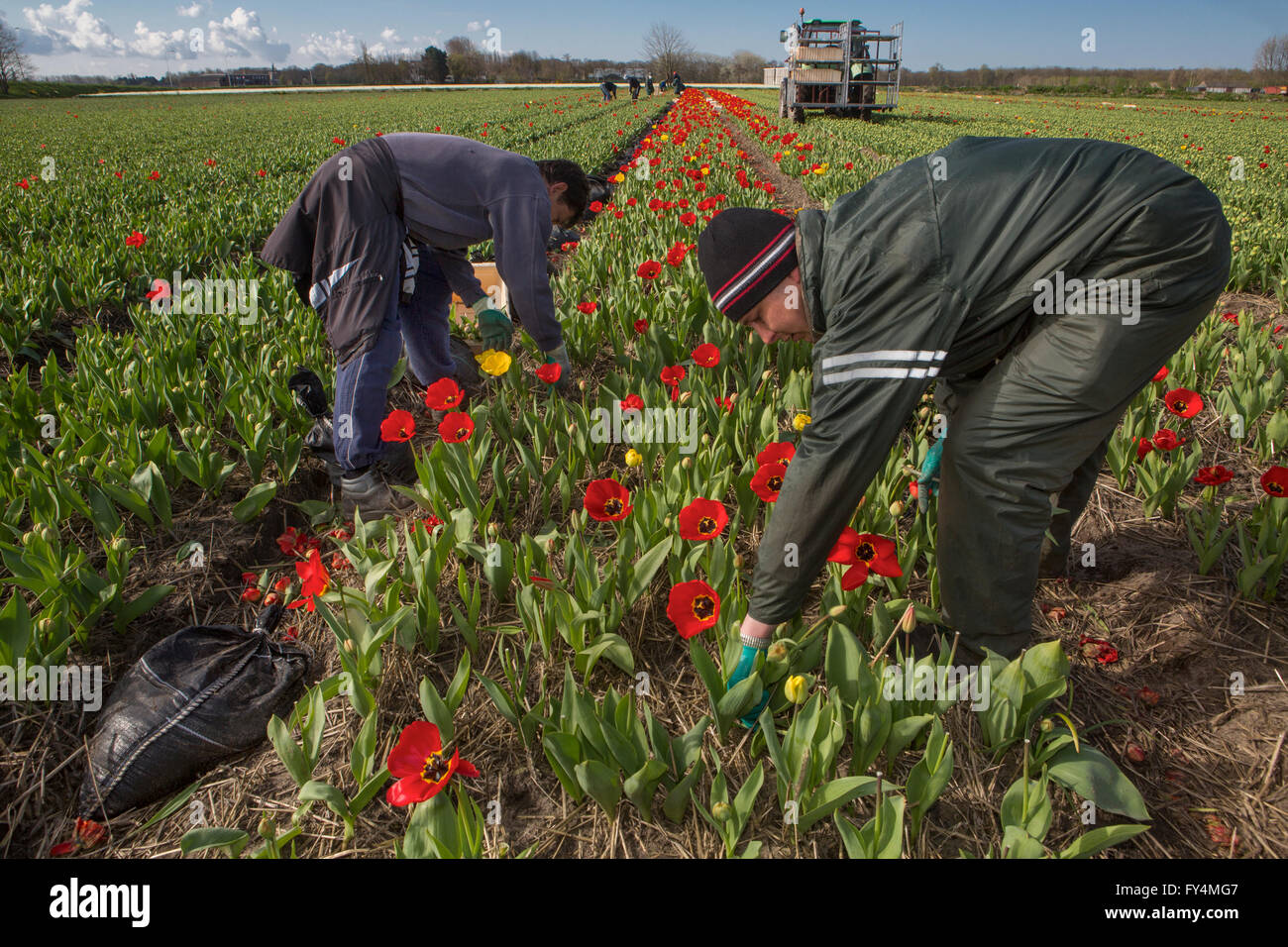 Ernten von Tulpen von polnischen Arbeitern in den Niederlanden. Die meisten Tulpen sind für den Export gedacht. Stockfoto