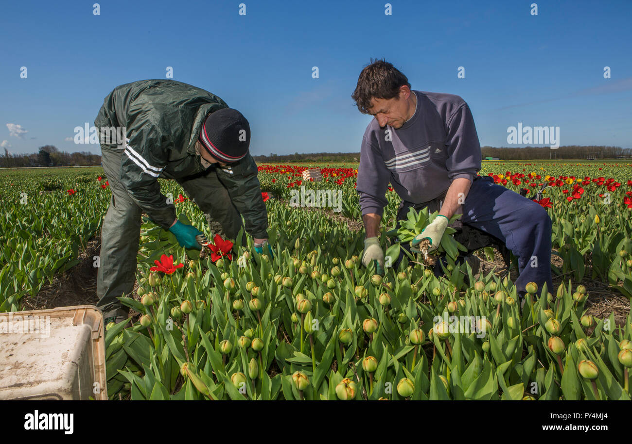 Ernten von Tulpen von polnischen Arbeitern in den Niederlanden. Die meisten Tulpen sind für den Export gedacht. Stockfoto