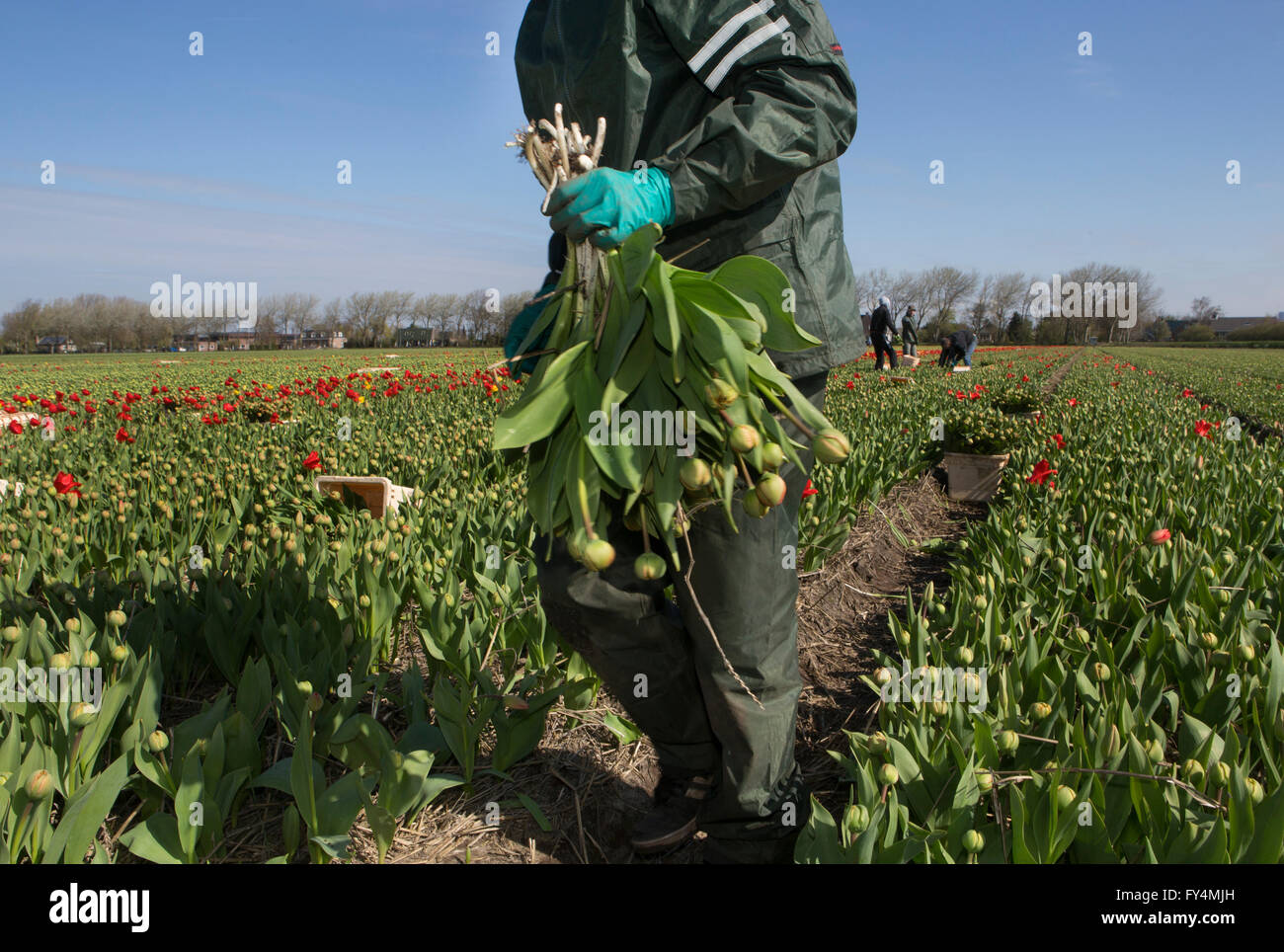 Ernten von Tulpen von polnischen Arbeitern in den Niederlanden. Die meisten Tulpen sind für den Export gedacht. Stockfoto