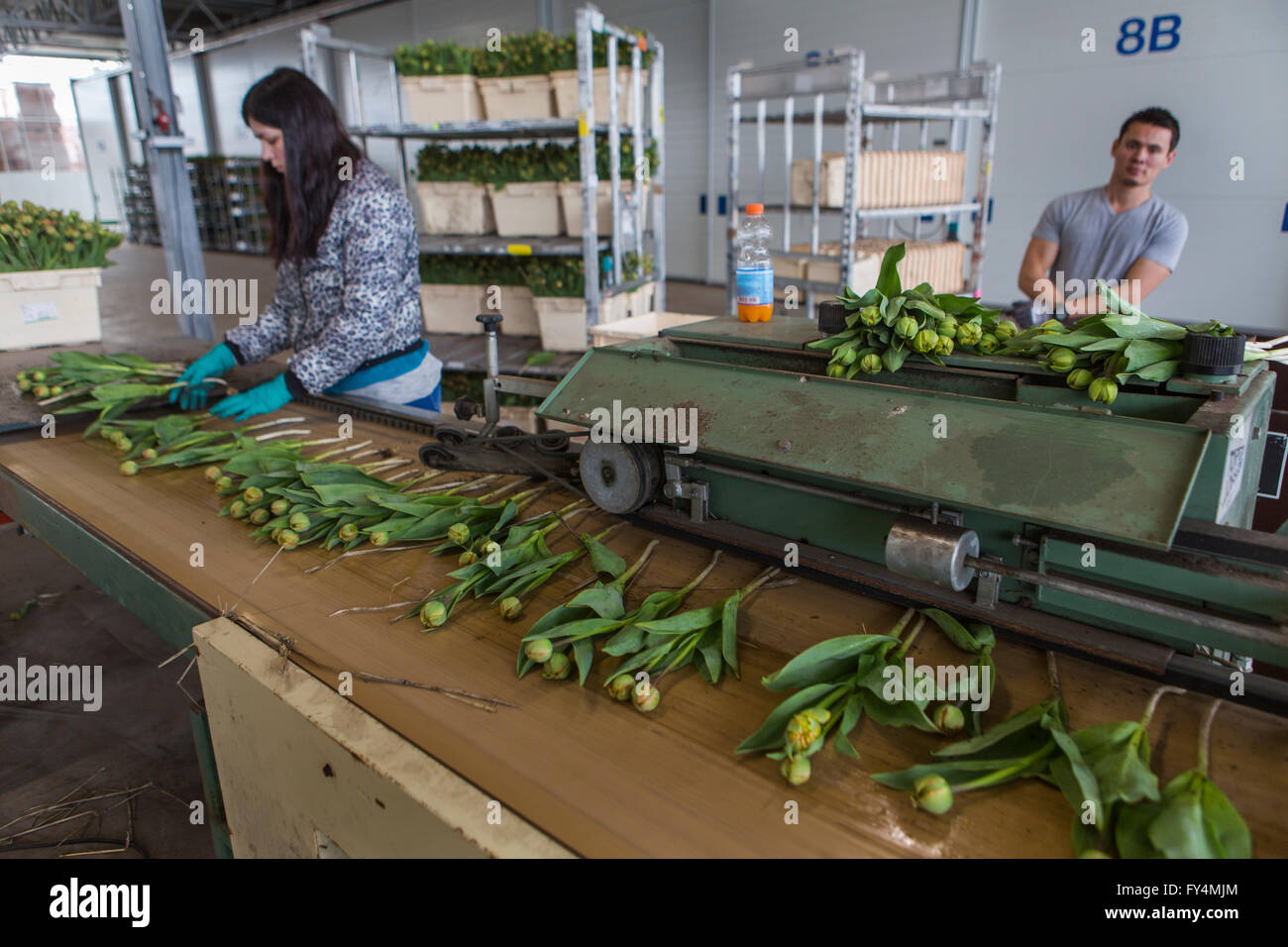 Verarbeitung von Tulpen nach der Ernte. Die meisten Arbeiter sind polnische. Stockfoto