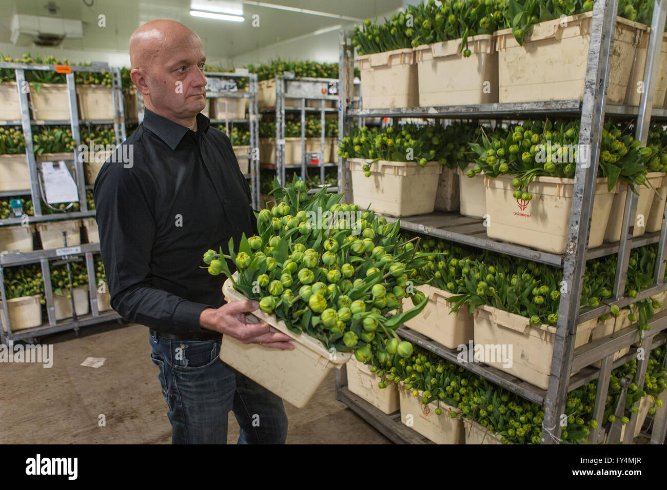Verarbeitung von Tulpen nach der Ernte. Die meisten Arbeiter sind polnische. Stockfoto