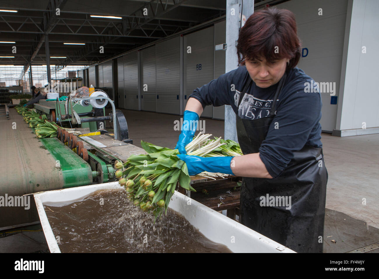 Verarbeitung von Tulpen nach der Ernte. Die meisten Arbeiter sind polnische. Stockfoto
