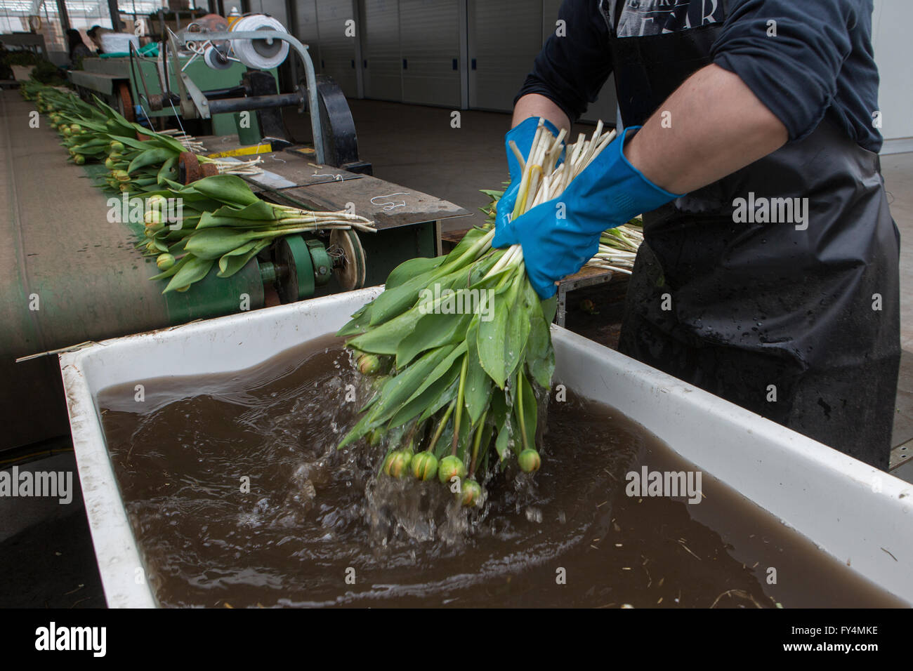 Verarbeitung von Tulpen nach der Ernte. Die meisten Arbeiter sind polnische. Stockfoto