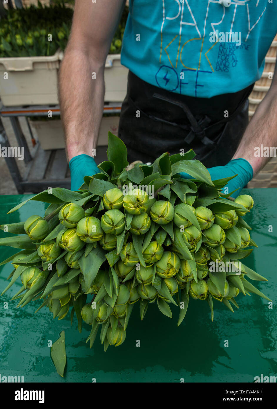 Verarbeitung von Tulpen nach der Ernte. Die meisten Arbeiter sind polnische. Stockfoto