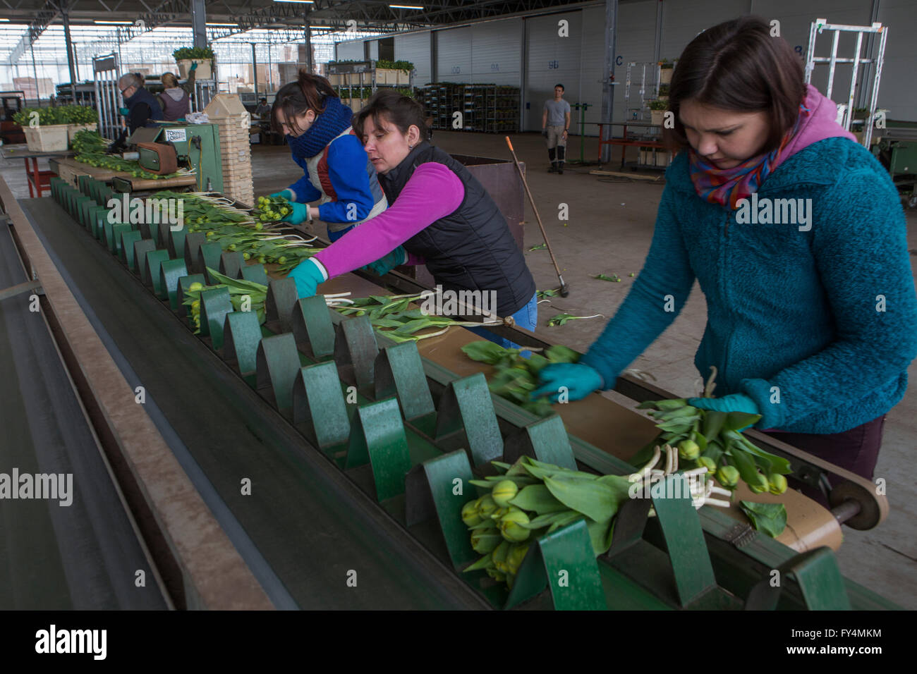 Verarbeitung von Tulpen nach der Ernte. Die meisten Arbeiter sind polnische. Stockfoto