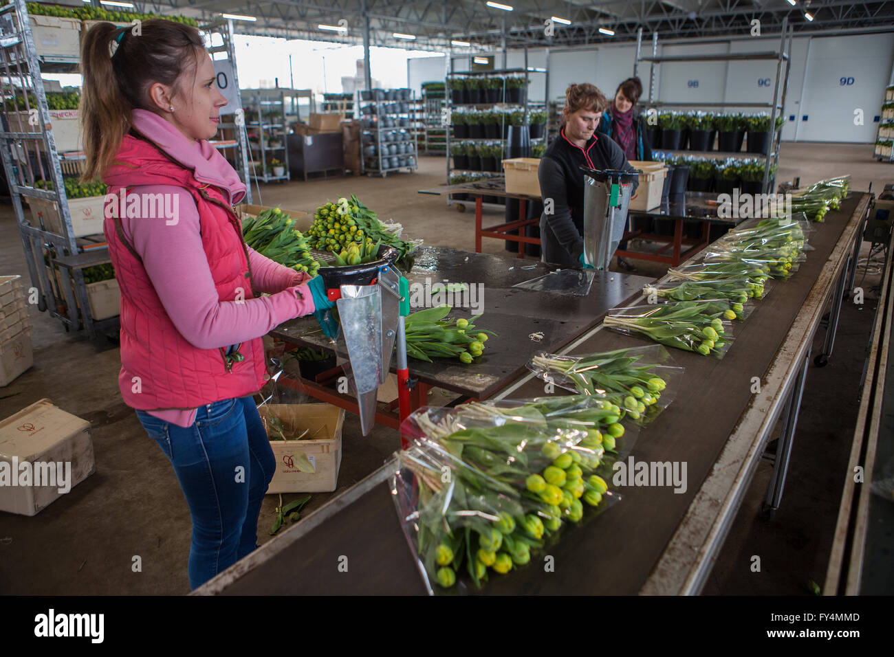 Verarbeitung von Tulpen nach der Ernte. Die meisten Arbeiter sind polnische. Stockfoto
