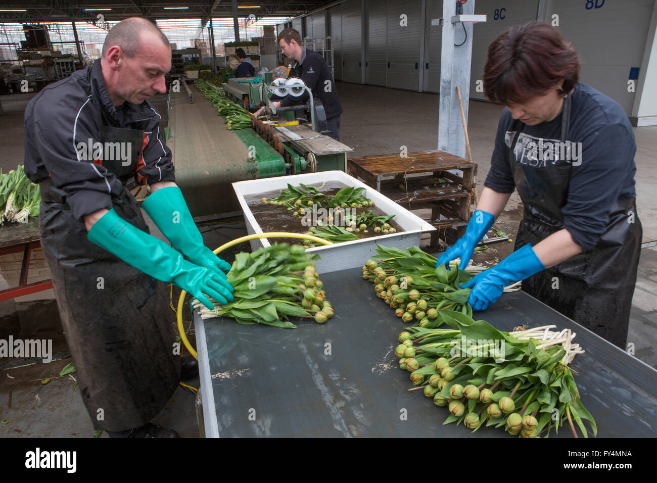 Verarbeitung von Tulpen nach der Ernte. Die meisten Arbeiter sind polnische. Stockfoto