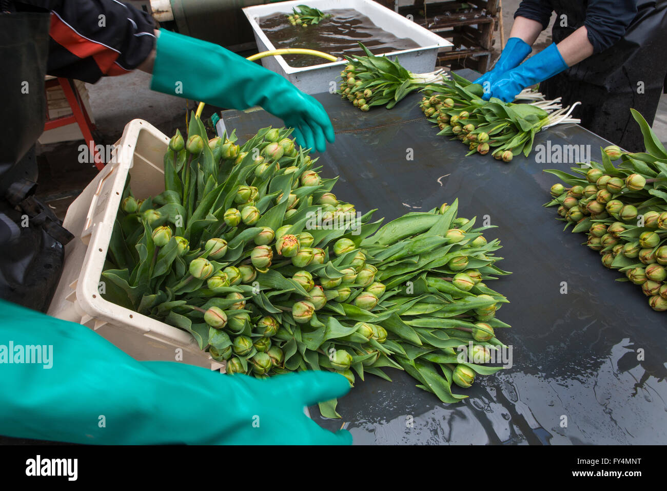 Verarbeitung von Tulpen nach der Ernte. Die meisten Arbeiter sind polnische. Stockfoto