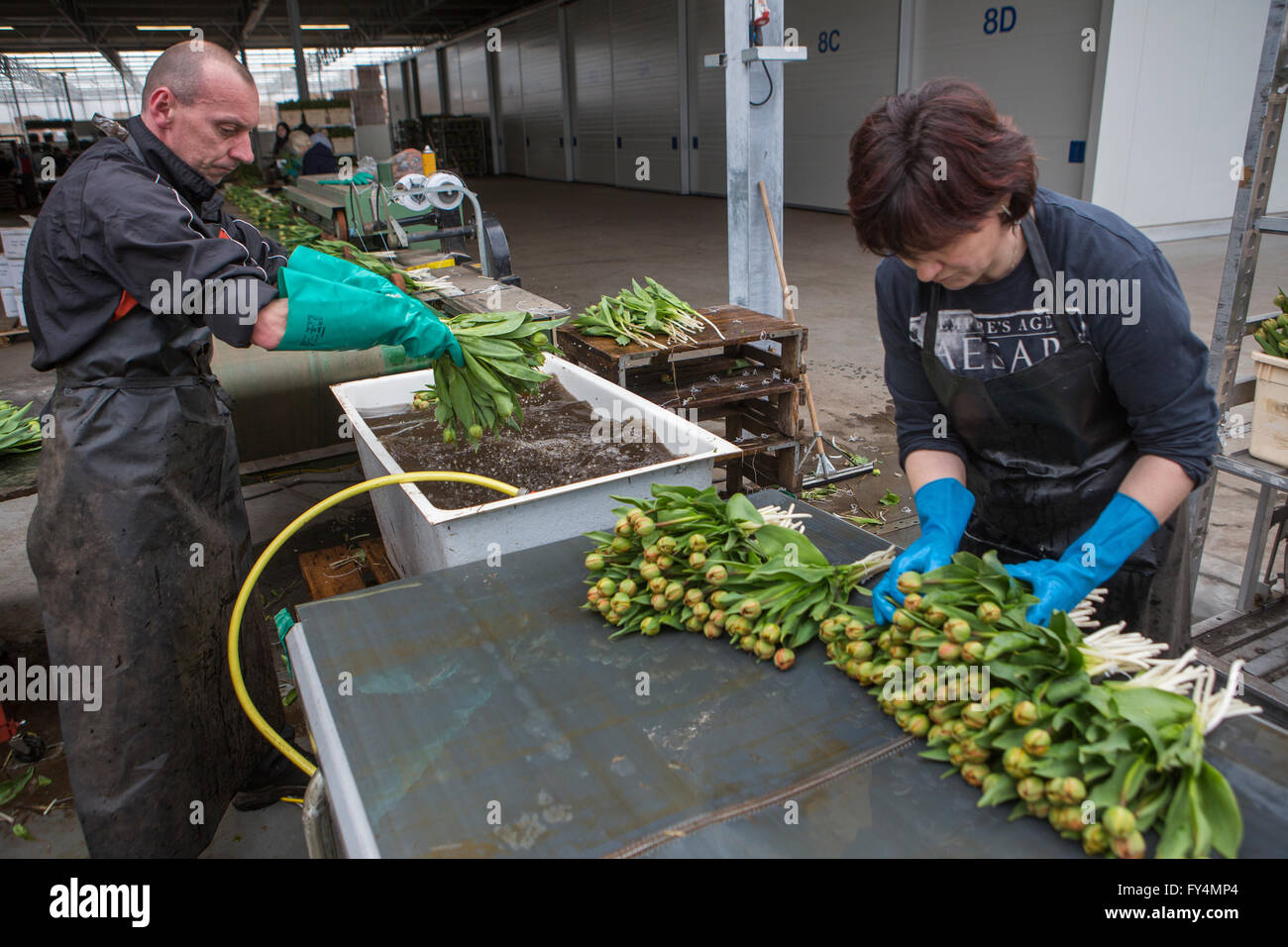 Verarbeitung von Tulpen nach der Ernte. Die meisten Arbeiter sind polnische. Stockfoto