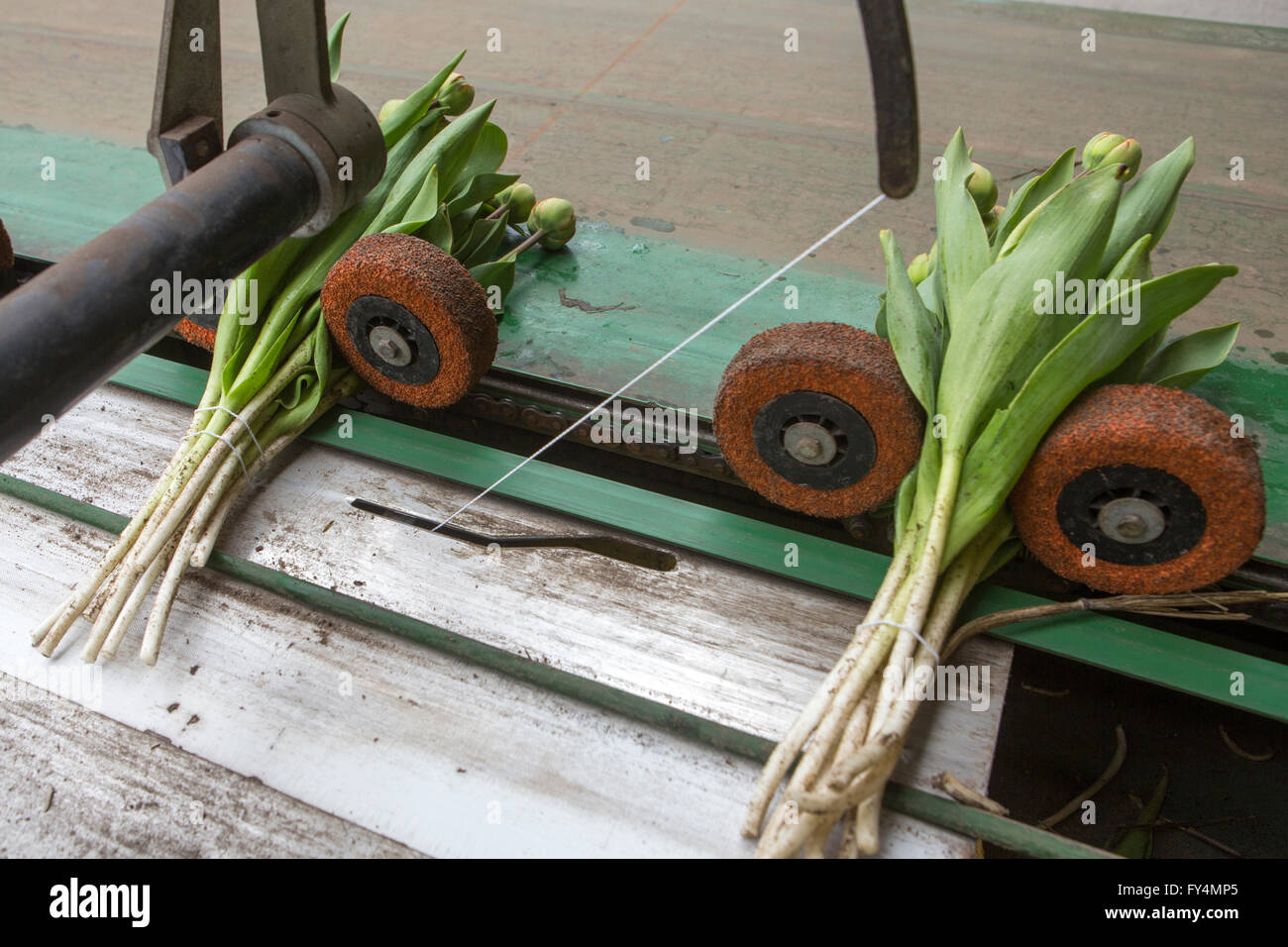 Verarbeitung von Tulpen nach der Ernte. Die meisten Arbeiter sind polnische. Stockfoto