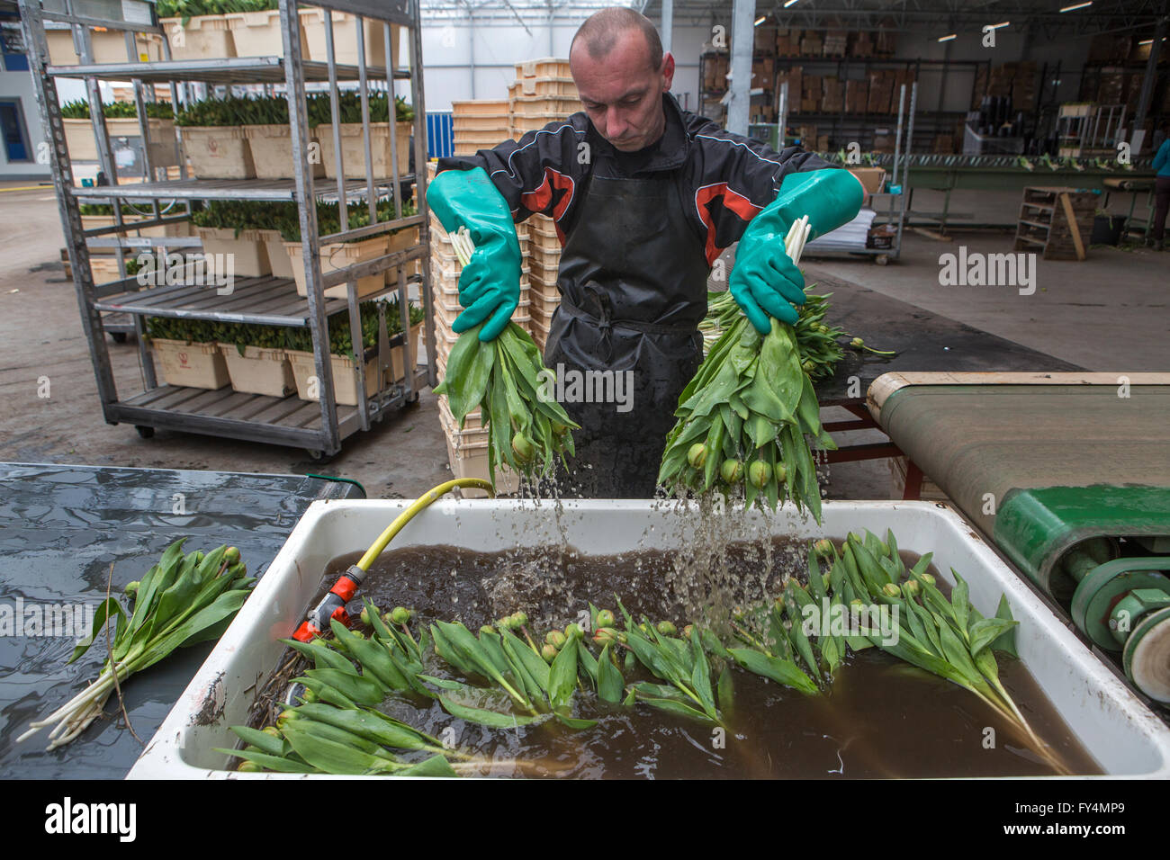 Verarbeitung von Tulpen nach der Ernte. Die meisten Arbeiter sind polnische. Stockfoto