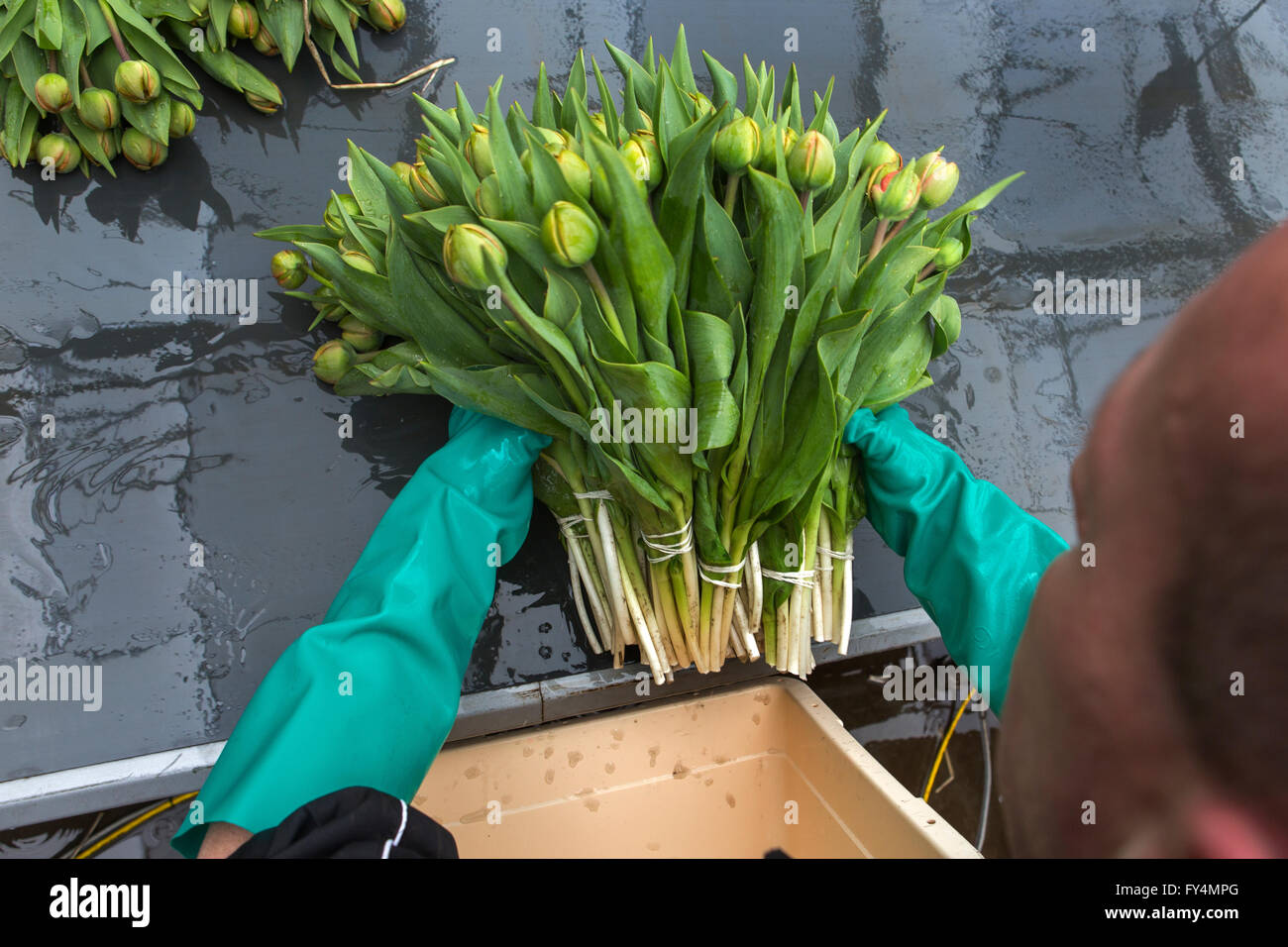 Verarbeitung von Tulpen nach der Ernte. Die meisten Arbeiter sind polnische. Stockfoto